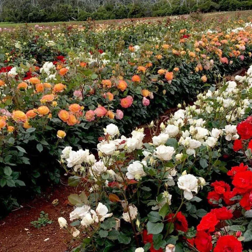 Roses